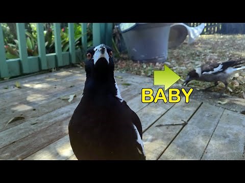Generation 4 Baby Magpies Are Here and They're ADORABLE