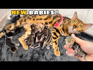 MY WILD-CATS GAVE BIRTH !