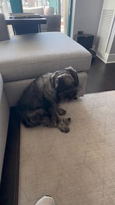 36K views · 141 reactions | ⛔️⛔️TRIGGER WARNING⛔️⛔️ This is Otto,...