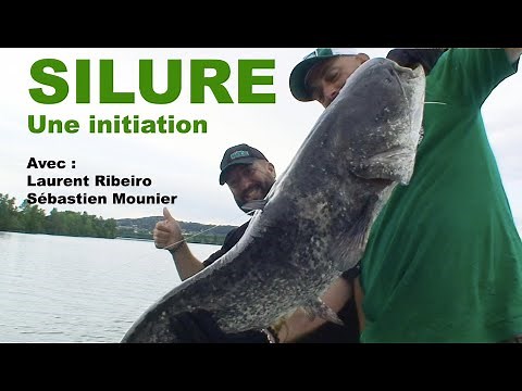 Pêche du silure : une initiation (techniques de base)