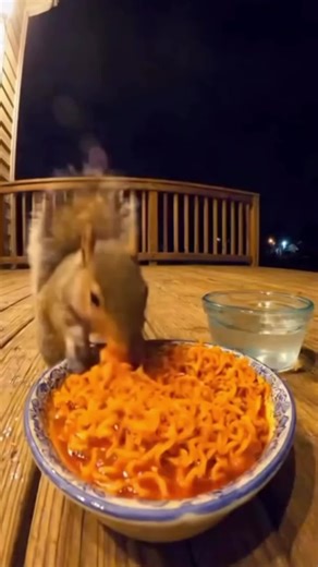 Just squirrels core 😂 #wildlife #funnyvideos #meme