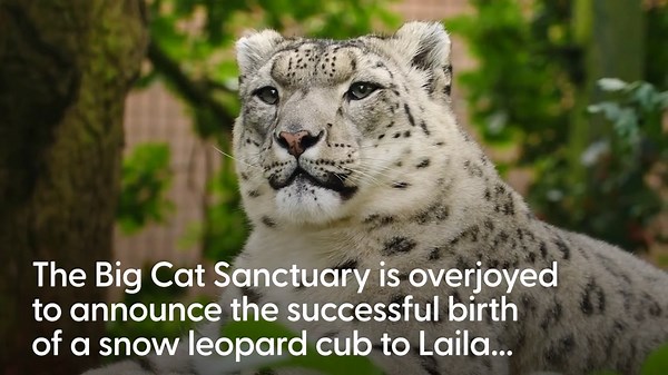 Sanctuary announces birth of snow leopard cub