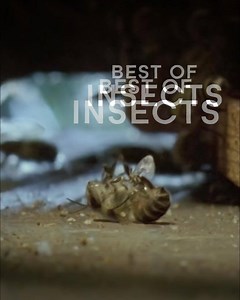 3.9M views · 54K reactions | From bumblebees to butterflies, watch the best of insects now on Facebook Watch.  The weirdest, cutest, creepiest crawlies to ever roam our planet.  | BBC Earth | Facebook