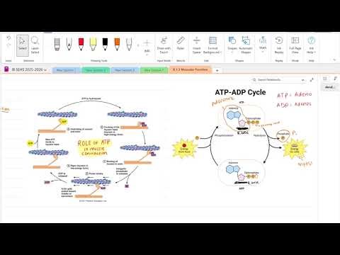 B.1.3 (pt. 1) acetylcholine & ATP in muscle contraction