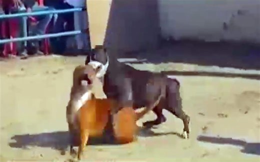 Canine carnage: Dog fight club exposed