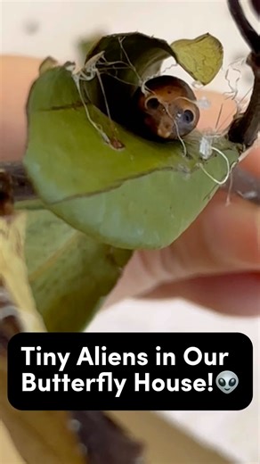 🐛The “Alien Eyes” Cocoon?! 👽✨