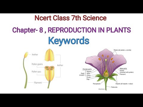 ncert class 7th science chapter 8 keywords| Reproduction in plants|ncert class 7th science chapter 8