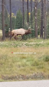 Did you know that an elk’s antlers can grow up to an inch per day? You’ll have a chance to spot these majestic animals on your visit to the Canadian Rockies. What animals would you love to see on a trip to Canada? Follow @freshtrackscanada for more Canadian wildlife and travel inspiration. 📍 Jasper National Park, Alberta | Fresh Tracks Canada