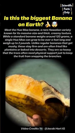 The Giant Banana You’ve Never Seen 😲🍌