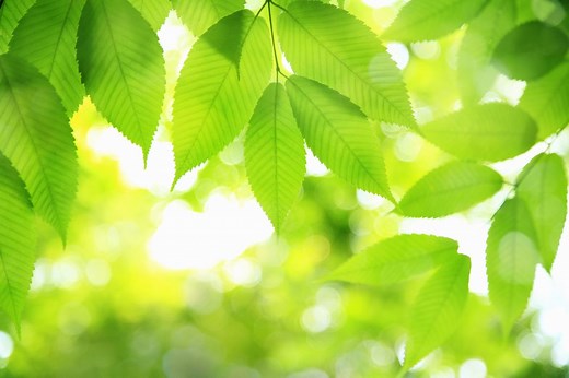 What is photosynthesis?