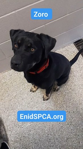 2.3K views · 26 reactions | Zoro - lab/shepherd/retriever mix, 1 1/2 Male Available. For Foster/Adoption @enidspca.org | Enid SPCA | Facebook