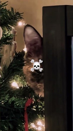 Sneaky Cats Caught in the Act! You Won't Believe What They Do! 🐾😸