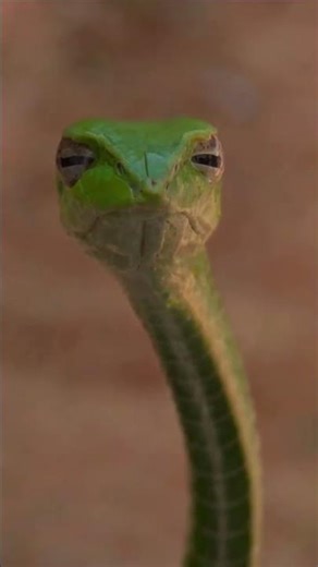 Funny anymals ,funny moments #funny #hilariousfails #failgag#animals