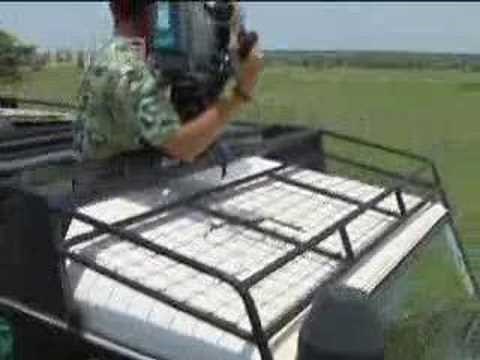 Cheetahs vs gazelles - BBC wildlife