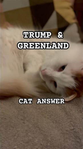 Trump & Greenland ? My Cat answers !