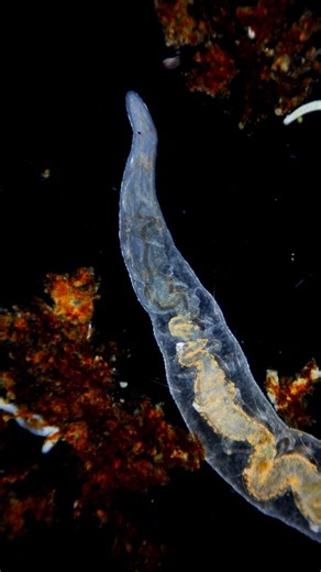 13K views · 1.3K reactions | Just a freshwater annelid minding its own business 缾 . . . #science #biology #microscopy #worm | Science into Images | Facebook