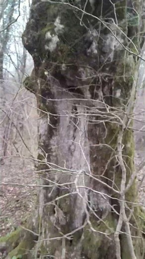 A tree from a fairy tale