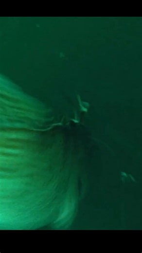 4.4K views · 36 reactions | Black sea bass season is drawing near!...