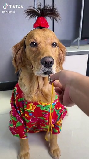 Golden Retriever Showing Impressive Lung Capacity