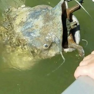 We found a giant catfish who perhaps bit off more than it could chew after it partly swallowed a turtle. A tricky rescue mission ensues. | Wild Animal World