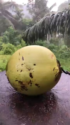 1K views | A design cut with coconut ¦ satisfying ¦ asmr #coconuts #coconut #coconutoil #coconutwater #coconutoilbenefits #coco #jlo #coconutoilvideomaking #beach #food #palmtrees #coconutoilinkano #love #coconutoilinnigeria #healthyliving #coconutmilk #travel #coconuttree #jenniferlopez #allihave #organic #nature #coconutlover #vegan #coconutoilinkaduna #islandlife #abuja #coconutoilisbae #healthyfood #healthy | Varan TvCut | Facebook