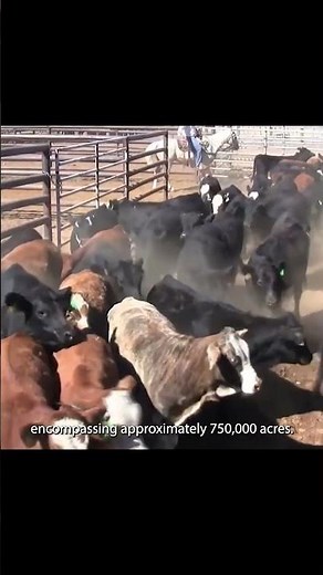 Top 10 Largest Cattle Ranches in the U S