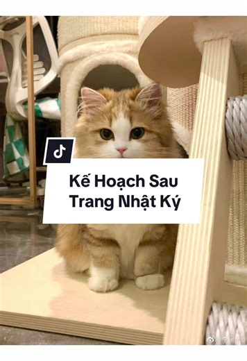 KẾ HOẠCH SAU TRANG NHẬT KÝ | p2 #audio #full #xhhhhhhhhhhhhhhhhhhhhhhh #viral #truyenaudio