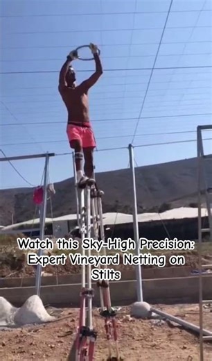 Vineyard Netting on Stilts #Agriculture #VineyardLife #StiltWalking #FarmingInnovation #Vineyard