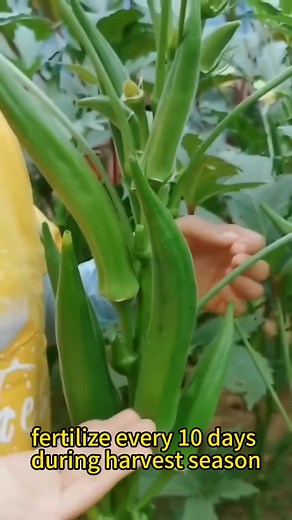 The Nutritional Benefits of Okra #agriculture #plantting #planttips #vegetables #Okra | Agriculture 9.3 | Facebook