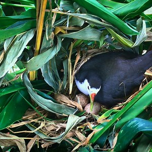 371K views · 10K reactions | Waterhen Has Lovingly Laid 6 Eggs on Nest - Bird Mother Secures Eggs With Nearby Leaves | Review All Birds | Facebook
