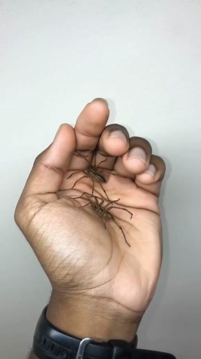 Gorgeous Wolf Spiders Displayed in Hand