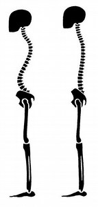 Alexander Technique: Principles for improving posture and relieving pain