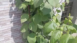 32K views · 281 reactions | গাছ চোরের সাথে আমার সাক্ষাৎ হলে কয়টা...