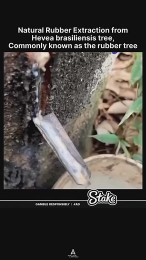 160K views · 1K reactions | Natural rubber is extracted from the...