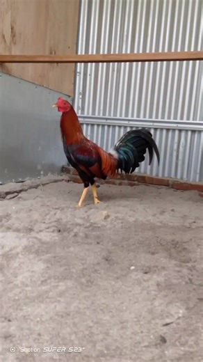 Understanding F1 Pure Boston Rh: A Unique Chicken Breed