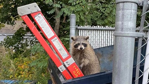 Westbrook firefighters lend a ladder to save raccoon family trapped in dumpster