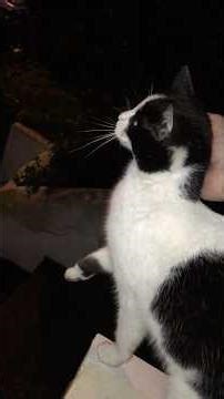 No Idea Who's Cat It Is, But It's Very Friendly #london #cat #catshorts #cats