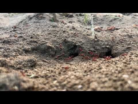 Deep Earth ASMR: Inside the Ant Colony 🐜🕳️ | La Vida en el Hormiguero