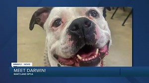 Darwin the dog is up for adoption at the Maryland SPCA