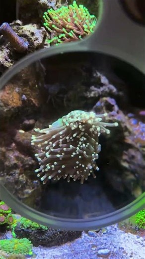 Stunning Nano Reef Aquarium! 🪸🐠 A Colorful Saltwater Paradise at Home