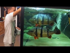 Giant Peacock Bass Tank | Feeding Monster Fish Inside My Home Aquarium