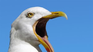 Seagull steals GoPro, captures fantastic aerial footage