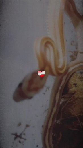 Kerry-Anne ❯❯❯❯❯ on TikTok