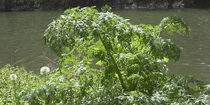 Poisonous Hemlock plant spotted along Strasburg Riverwalk