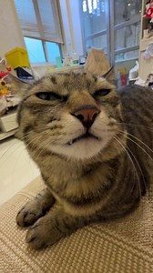 Kitten Barks? Understanding Jinjin's Barking Cat Behavior