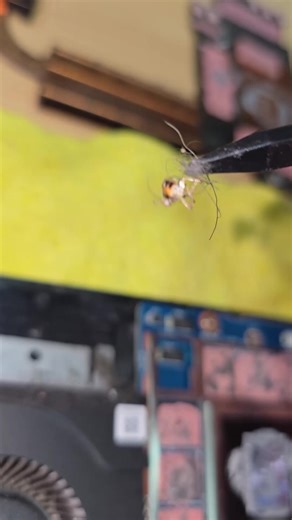 مسكين مات أشنع موتة 😂 Pc cleaning and maintaining 🔥 #nexuspctn