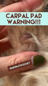 65K views · 201 reactions | Protecting our furry friends one paw at a time!  Did you know about the carpal pad on the back of the front leg? It's an important area to keep safe while grooming - let's all join together to ensure the safety of this little nugget! #lovemud #doggroomingtips #carpalpadsafety #savemynugget #protectpaws #mindmynugget #knowyourdog | Lovemud Dog Lady | Facebook