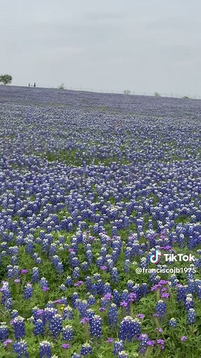 Bluebonnets in Texas 2026 #flowers #scenicview #bluebonnets #texas #hermosasflores