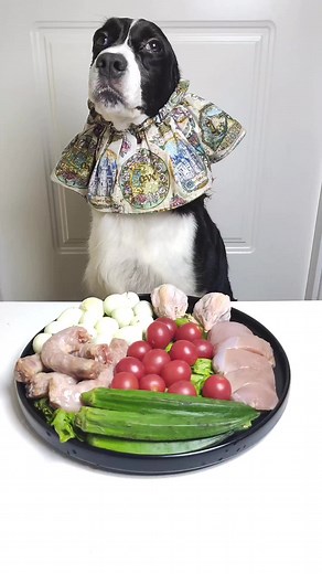 BEST ASMR CUTE DOG EATING MUKBANG#cutedog #dogmukbang #dogfeeding #dogeating #dogfood #asmrchewing #dogasmreating #dog