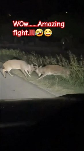 #WOW....AMAZING FIGHT!!🤣😂 IN THE NIGHT.